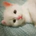 Joyful_Caleb_27