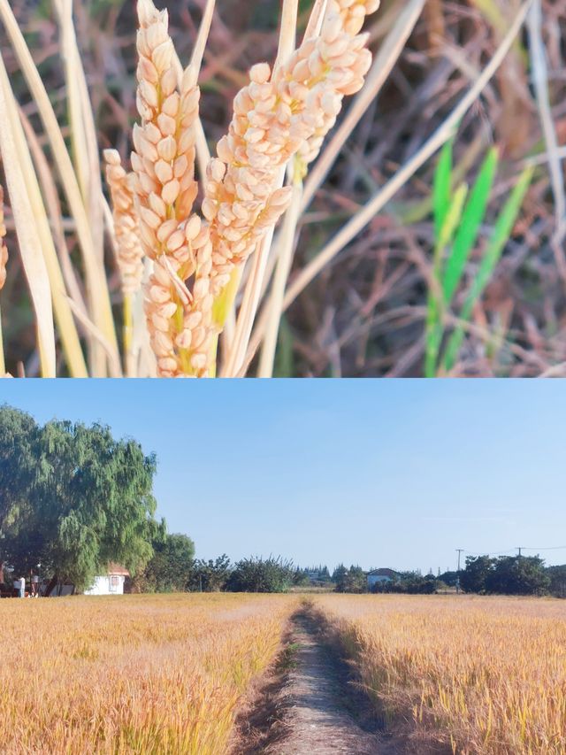 暢遊昆山|走近理想村—計家墩