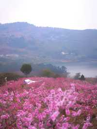 龍泉山桃花開了！仙境！寶獅村賞花攻略