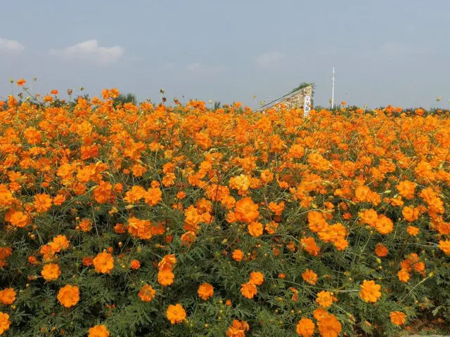 Santai Mountain's Monk Field Flower Sea