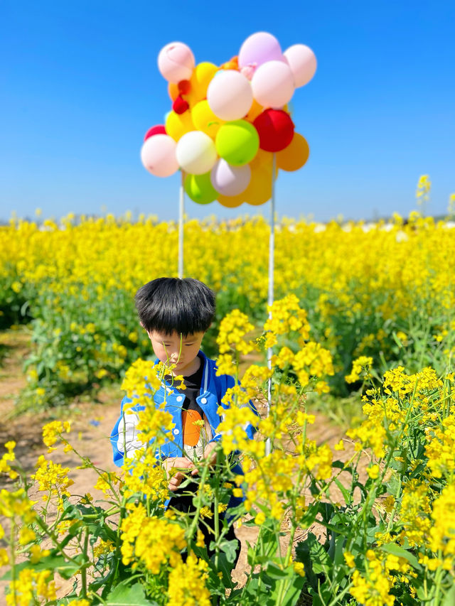 親子一日遊|誰還沒有去洋縣看油菜花海