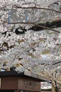 上海賞櫻｜汶水路地鐵站
