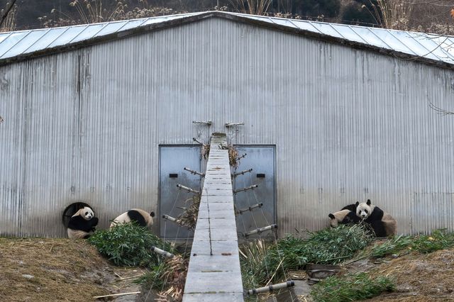 要看大熊猫，我推薦臥龍神樹坪基地