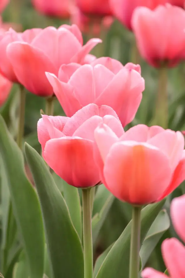 The tulips in Xi'an Xingqing Palace are like colors from an oil painting