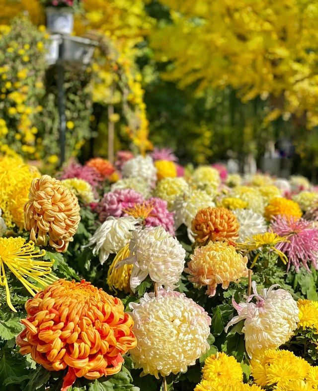 蘭州植物園-踏秋賞菊花