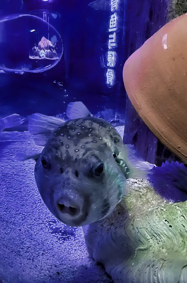 Beijing Rich Country Underwater World | 5 Ocean Pavilions