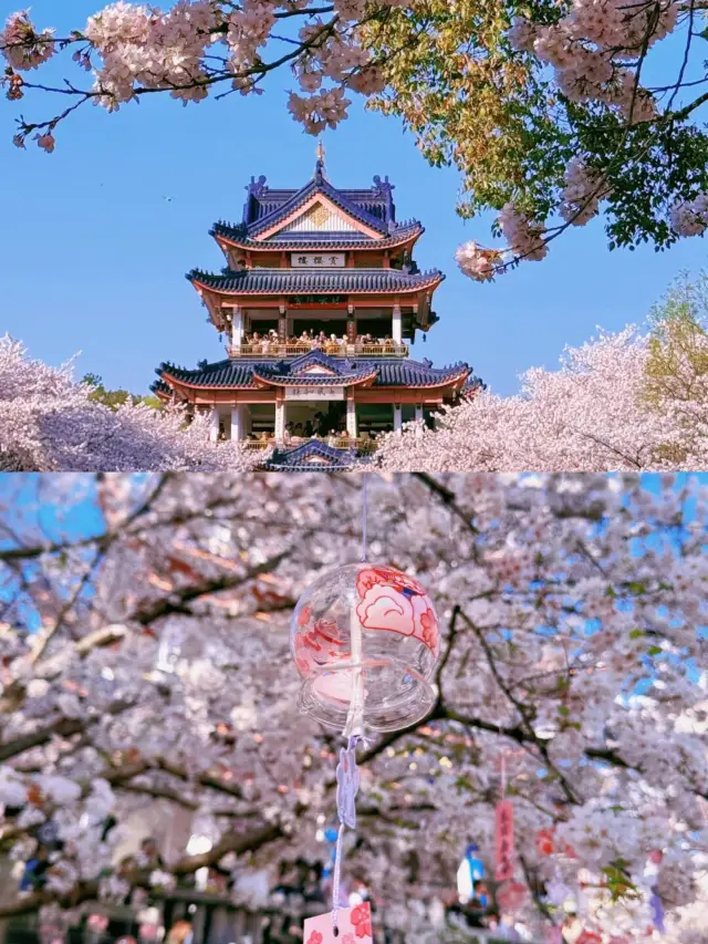 Spring is all about cherry blossom viewing, here's the guide to cherry blossoms in Wuxi