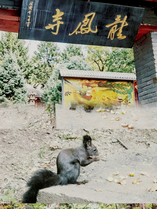 龍潭山公園，去年十月遊！