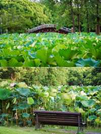 又到一年荷花季｜來世紀公園賞新荷綻放🪷