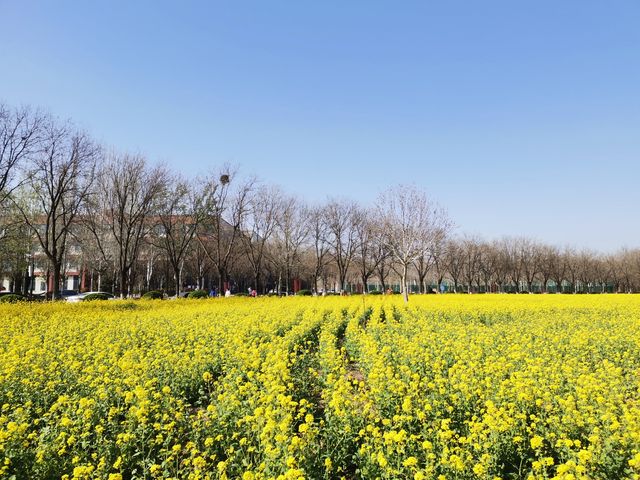 油菜花中的巴士