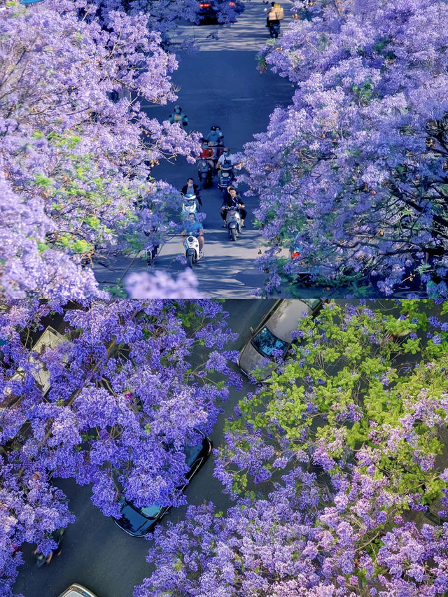 這不是澳洲，這是昆明最浪漫的花海…