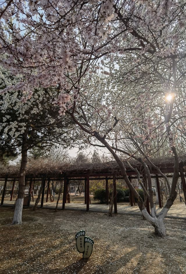 賞花探綠與雁同行，就在南海子公園