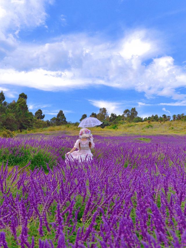 10月雲南昆明浪漫雲端花海油畫莫奈花園