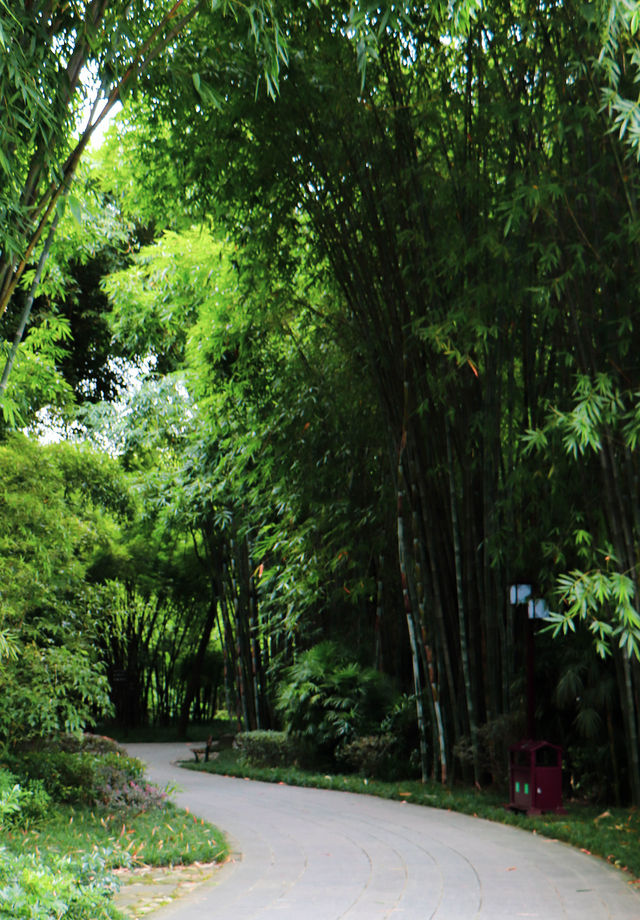 成都|去清風竹影竹有詩意的公園喝茶去