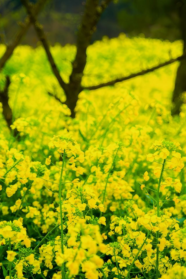 陝西旅行｜漢中油菜花賞花攻略之鹽場鎮
