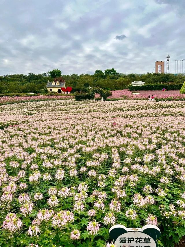 國內小眾冷門景點四川成都漫花莊園旅遊攻略