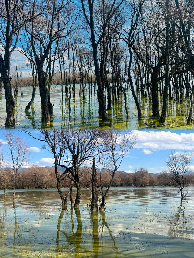 探索大理的隱秘魅力：環海路上的無限風光與喜洲古鎮的文化底蘊