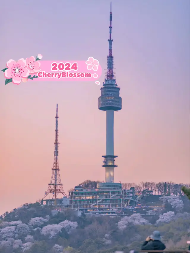 The spring train from Seoul Tower to sakura🌸