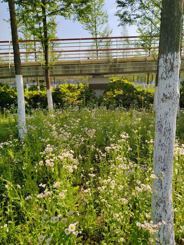 正值踏青賞花時，桃花島上春意濃