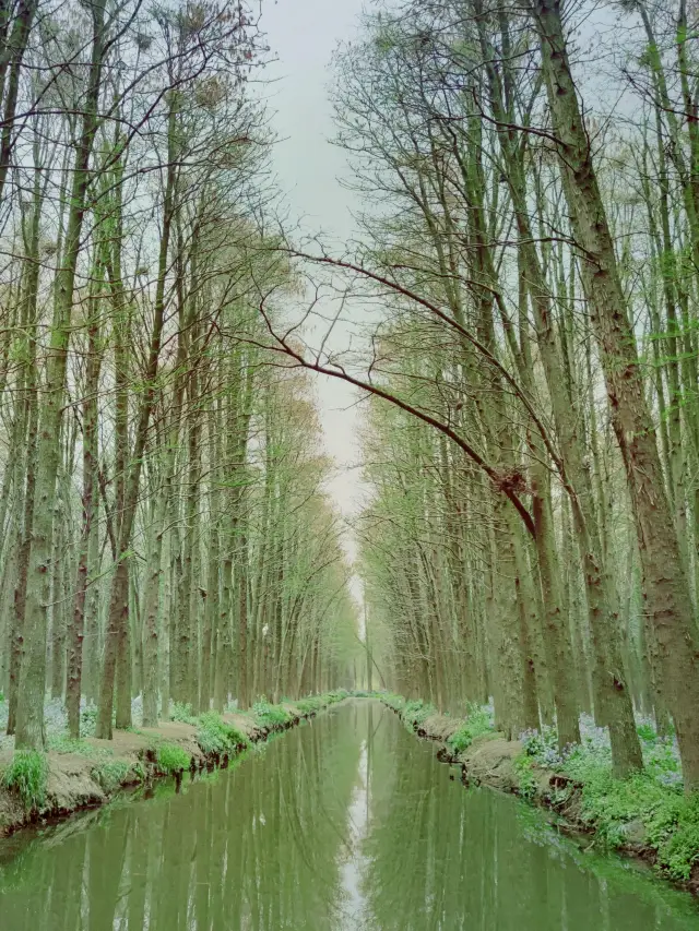 Jiangsu Taizhou | The endlessly delightful Li Zhong Water Forest