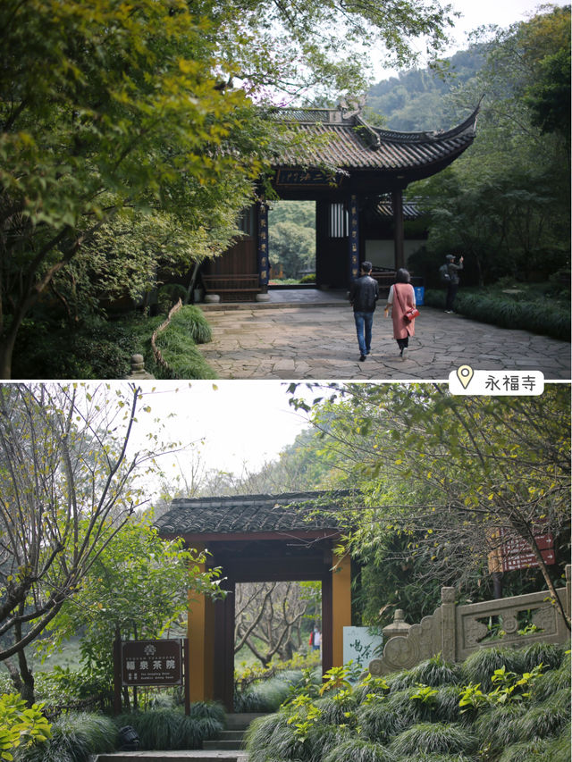 Beyond the Lingyin Temple, I recommend two serene spots for appreciating osmanthus. They are perfect for those who follow the Buddhist way of life, enjoy petting cats, and savor temple coffee.