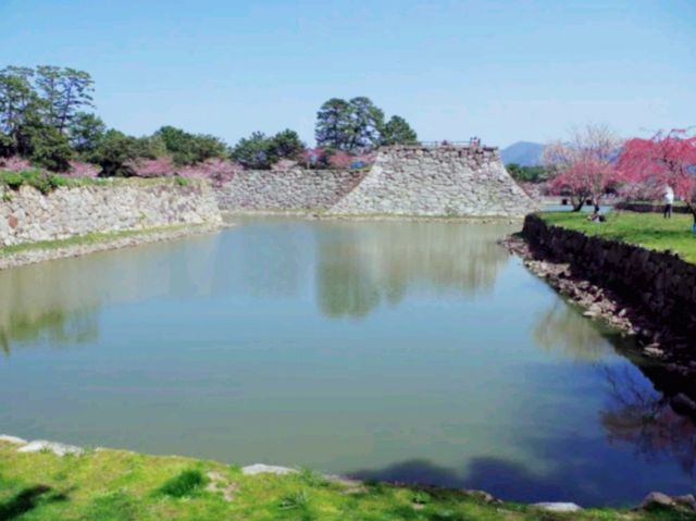 Sakura of Abandoned Castle