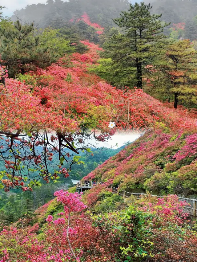 春日絮語·邂逅龜峰山杜鵑花海