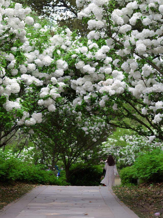 春日追花共青森林公園賞花超詳細路線攻略