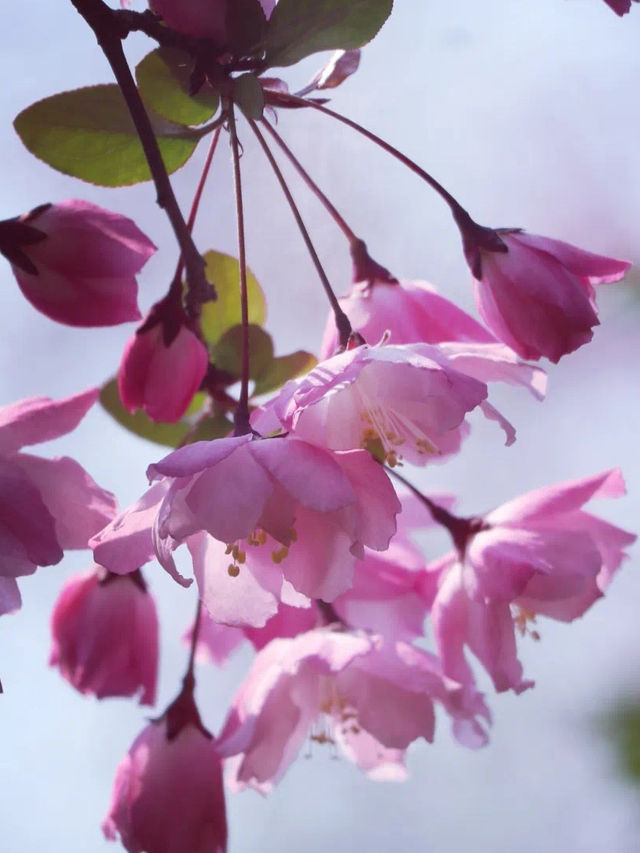 Bellinis Cherry Blossom 🌺🍃
