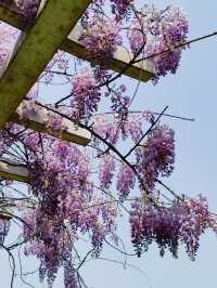 北京賞花｜暮春裡不一樣的美 不要錯過限定的紫藤花瀑