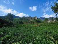 四月翡翠春採茶