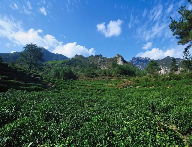 四月翡翠春採茶