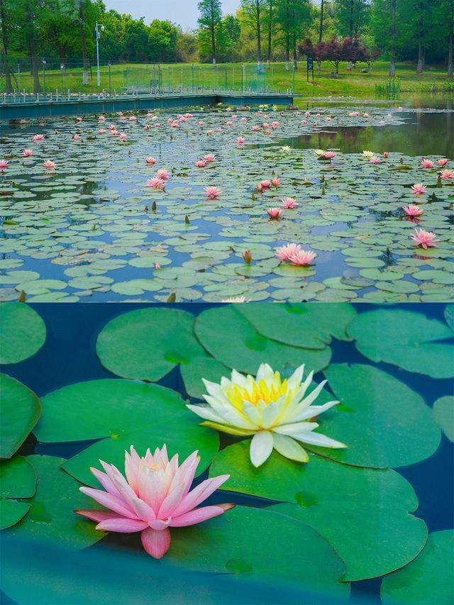 仙鶴湖盛夏秘境|睡蓮與金雞菊的浪漫邂逅