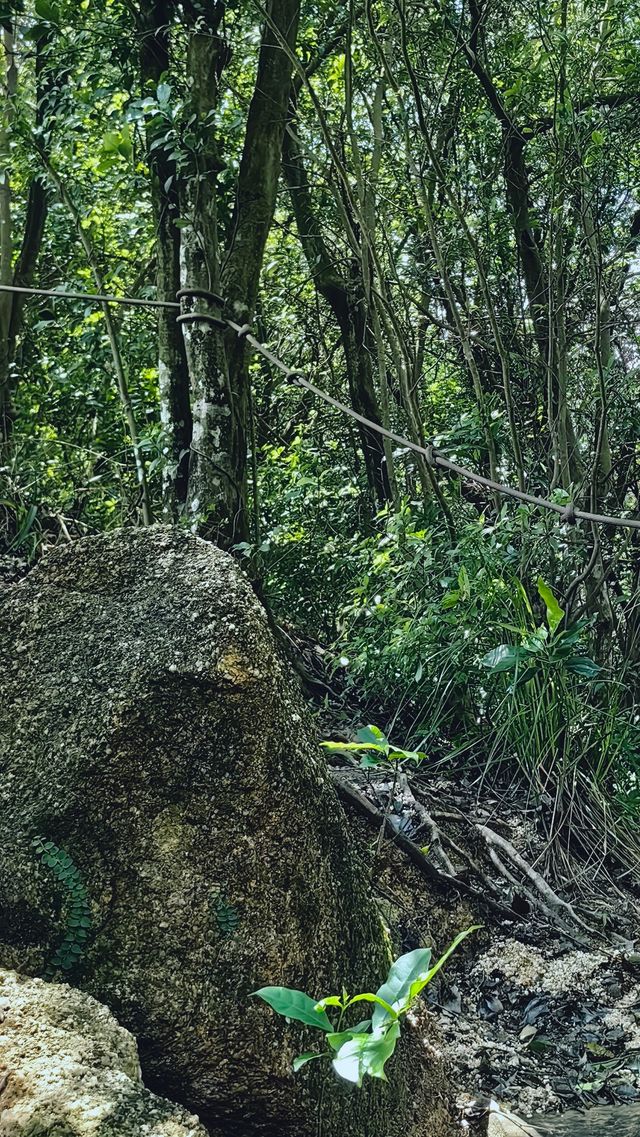 銀湖山郊野公園徒步