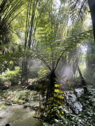 Mystic Jungle Adventure - Encounter a Sunshower
