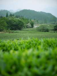 武夷山清涼去處|夏日進山探幽烹茶，漫遊茶谷