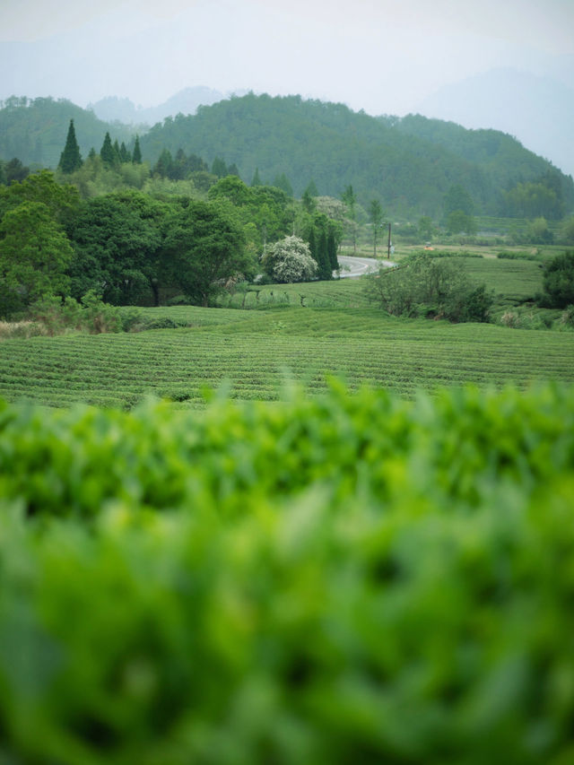 武夷山清涼去處|夏日進山探幽烹茶，漫遊茶谷