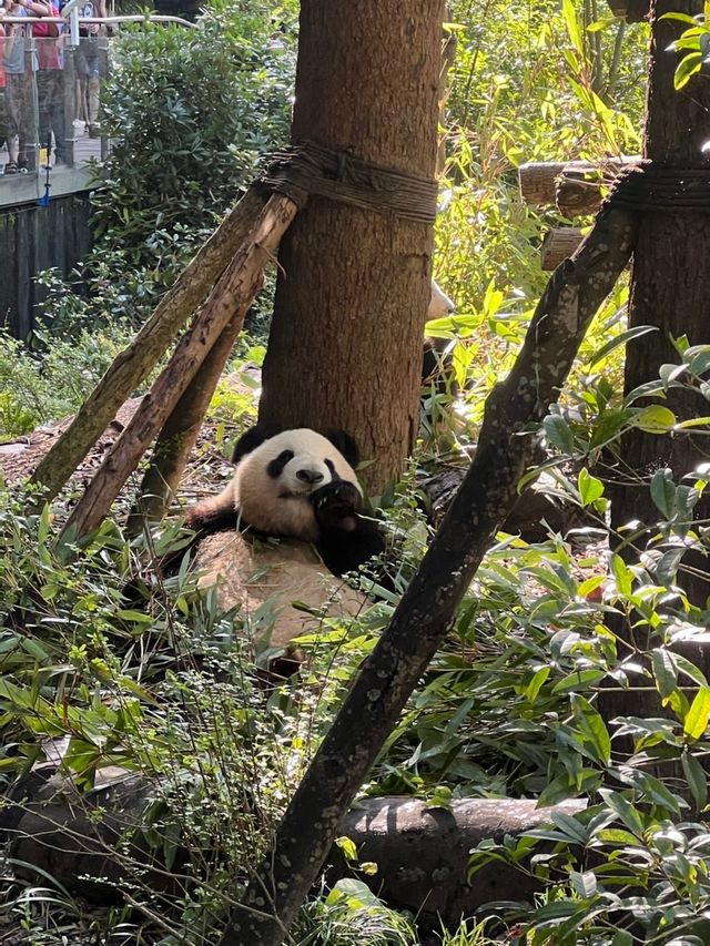 熊貓谷下午真的會看不到熊貓嗎