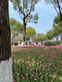 寧波日湖公園的鬱金香