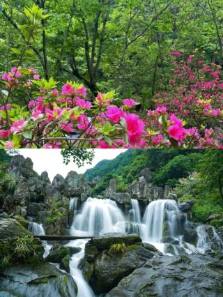 Pingli Peony Valley Scenic Area: A paradise in the sea of ​​spring flowers