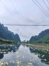 這裡的海菜花實在太美了