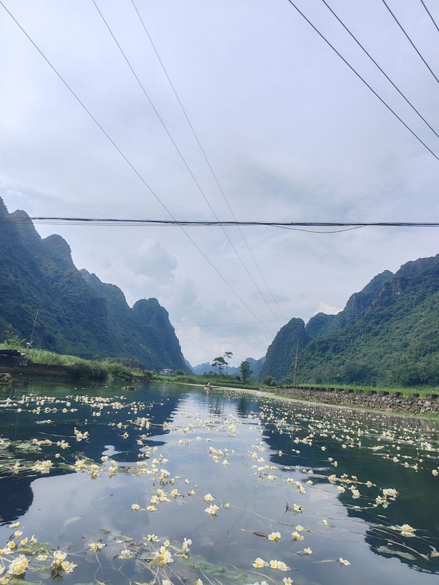 這裡的海菜花實在太美了
