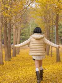 一到秋天，北京就變成了北平｜免費銀杏大道觀賞指南。