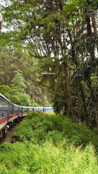 Embrace nature with Sri Lanka Ella train rides 