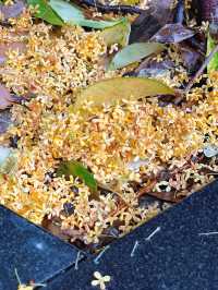 滿園桂雨！一起去尋覓那「桂花味」的秋天。