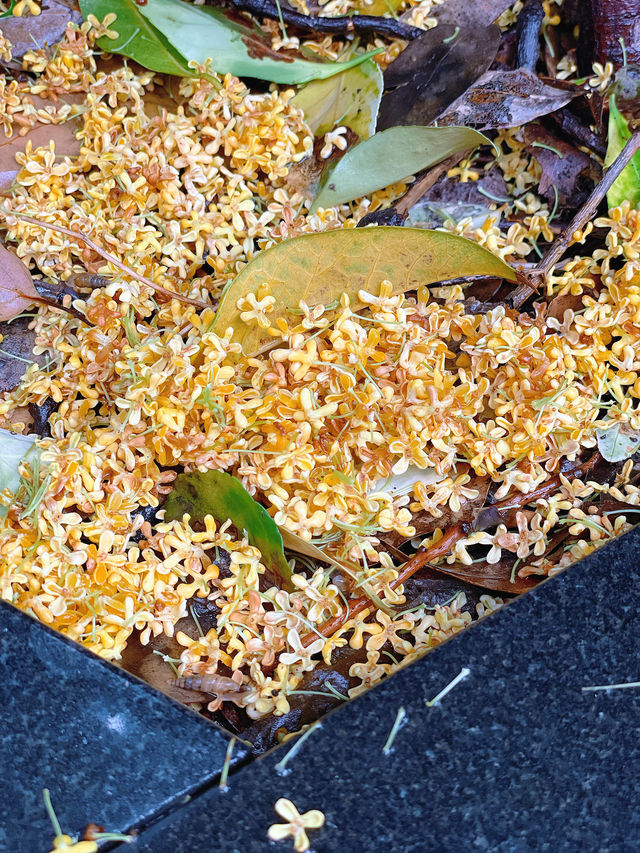 滿園桂雨！一起去尋覓那「桂花味」的秋天。