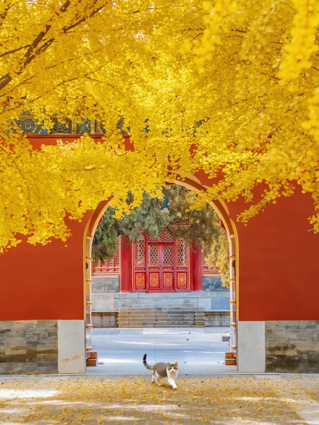 Beijing's limited edition red wall and ginkgo trees!