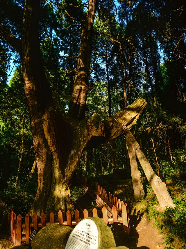這一面，等待了千年的光景。
