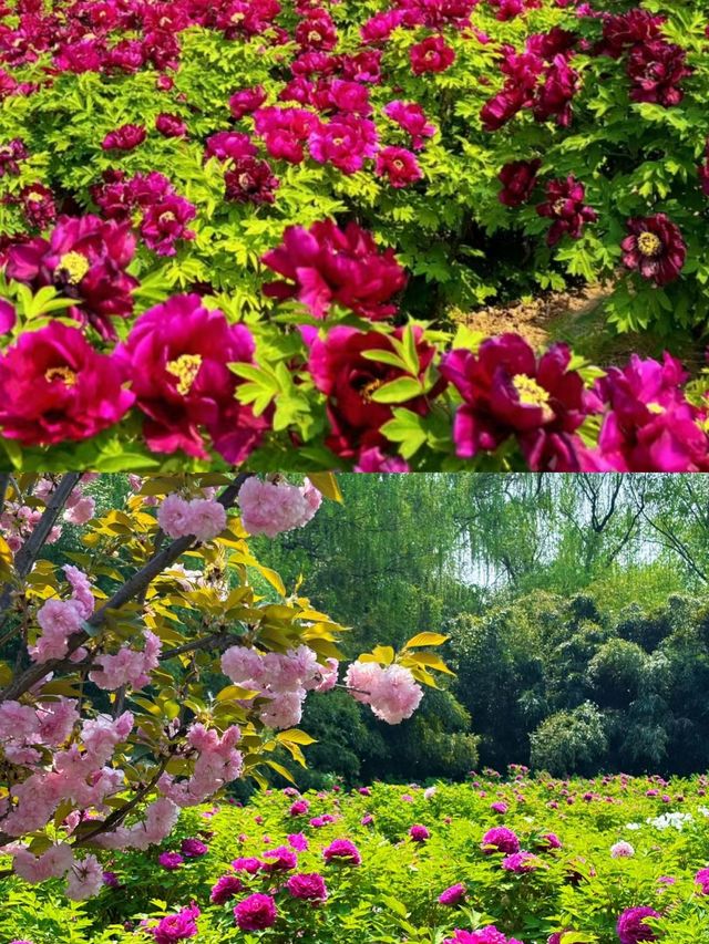 洛陽牡丹：免費賞花地圖，從市區到山區！！！。
