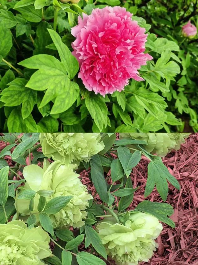洛陽牡丹：免費賞花地圖，從市區到山區！！！。